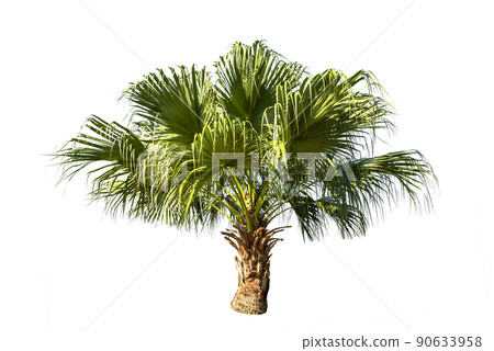 Couple young sugar palm trees on white background. 90633958