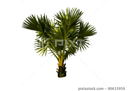 Couple young sugar palm trees on white background. 90633959