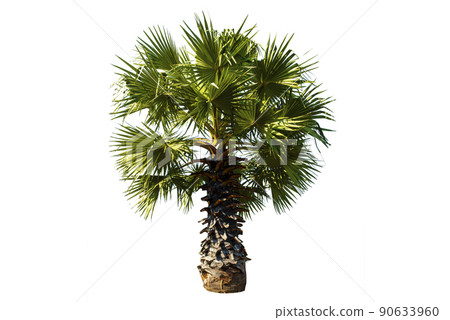 Couple young sugar palm trees on white background. 90633960