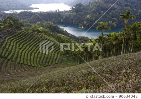 Baozhong tea 90634048