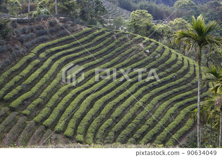 Baozhong tea 90634049