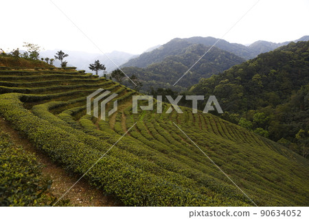 Baozhong tea Baozhong tea 90634052