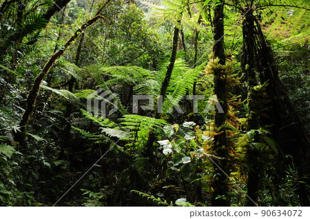 馬來西亞婆羅洲京那巴魯山 90634072