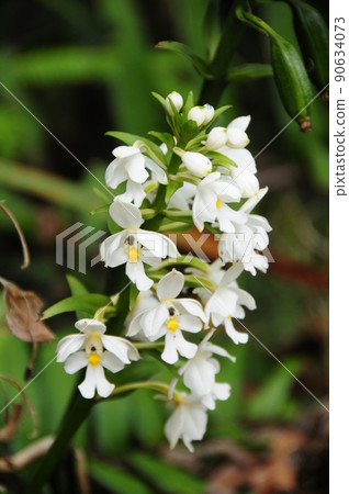 馬來西亞婆羅洲京那巴魯山 馬來西亞婆羅洲京那巴魯山 90634073