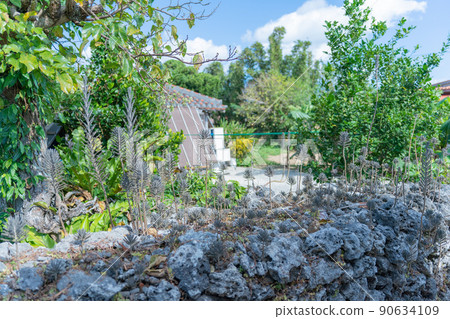 Coral stone wall Coral stone wall 90634109