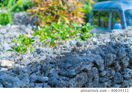 Coral stone wall 90634111