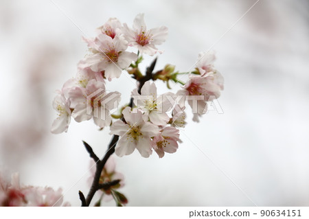 櫻花 90634151