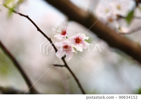 Cherry blossoms  90634152