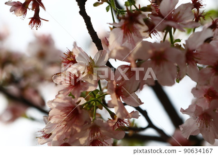 Cherry blossoms  90634167