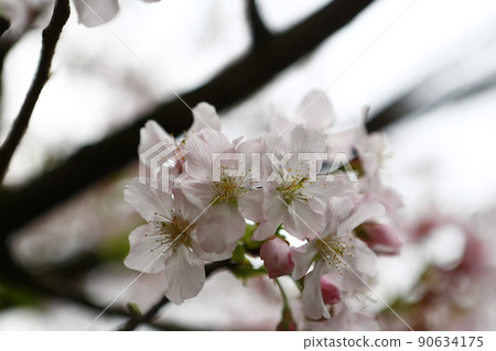 Cherry blossoms  90634175