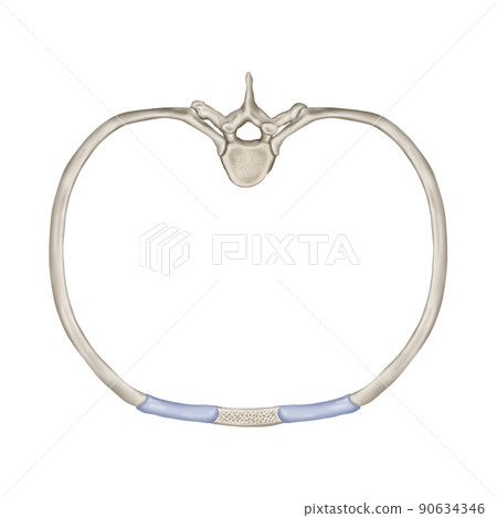 Thoracic spine and ribs medical illustration 90634346