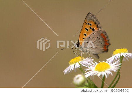 Bennisimi Bennisimi 90634402