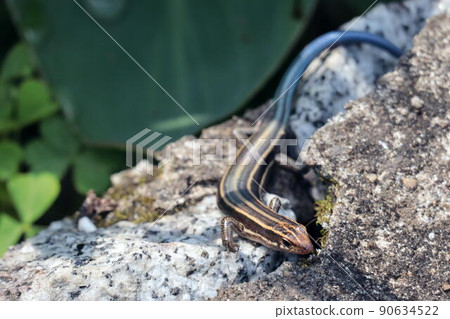 A juvenile Japanese lizard that emerged from a gap in a stone wall A juvenile Japanese lizard that emerged from a gap in a stone wall 90634522