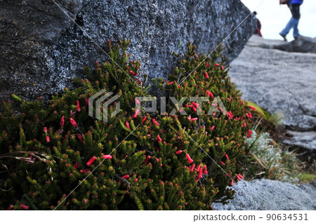 Mount Kinabalu, Borneo, Malaysia Mount Kinabalu, Borneo, Malaysia 90634531