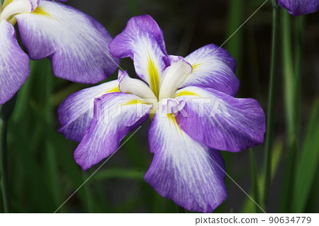 Hanashobu Shiga Uranami Iris ensata var. Ensata 90634779
