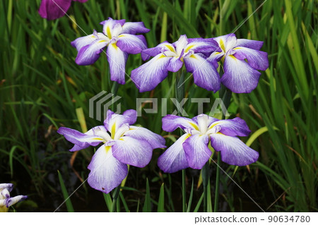 花菖蒲志賀浦波鳶尾花 var. Ensata 90634780