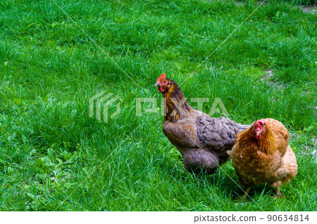Two chickens on a green lawn. Agriculture. 90634814