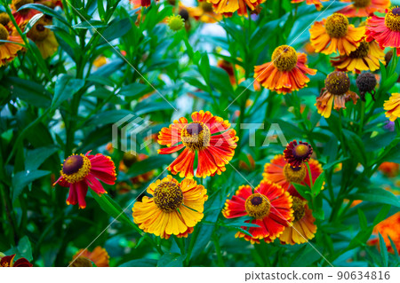 Helenium autumn. Perennial. Multicolored autumn flowers Helenium autumn. Perennial. Multicolored autumn flowers 90634816