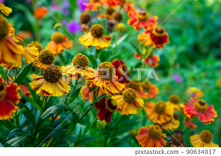Helenium autumn. Perennial. Multi-colored autumn flowers in a flower bed. Helenium autumn. Perennial. Multi-colored autumn flowers in a flower bed. 90634817