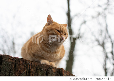 Red cat sits on a hemp and dozes Red cat sits on a hemp and dozes 90634818