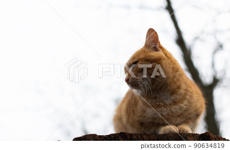 Red cat sits on a stump Red cat sits on a stump 90634819