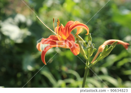 正陵谷、小巷、花園、夏季花卉 90634823