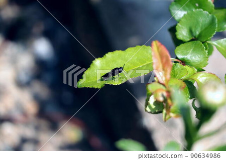 Black soldier fly staying on the leaves of a plant 90634986