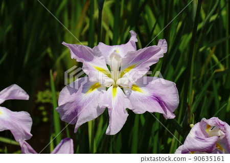 花菖蒲粉紅霜鳶尾 ensata var. Ensata 90635161
