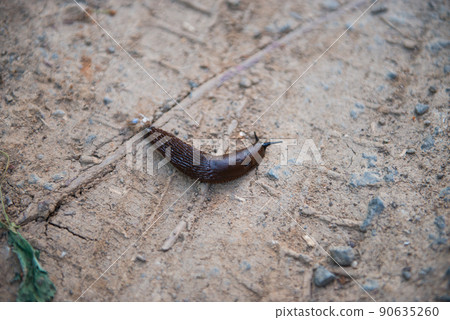 brown slug crawling along the road brown slug crawling along the road 90635260