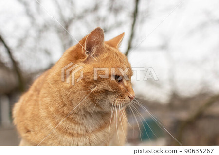Red cat looks intently to the side. Red cat looks intently to the side. 90635267