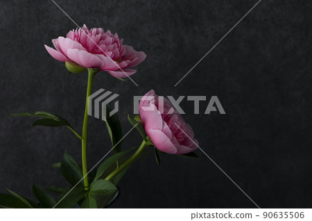 粉色牡丹黑色背景 90635506