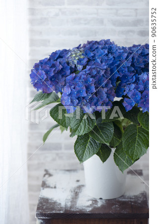Hydrangea blue hydrangea 90635752