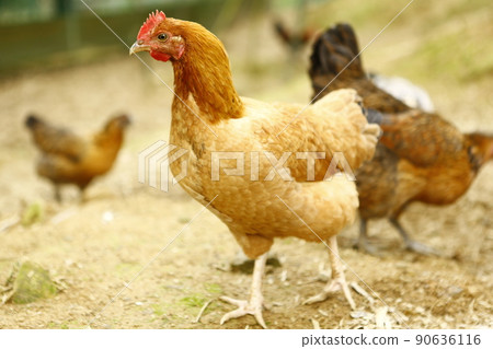 cock 90636116