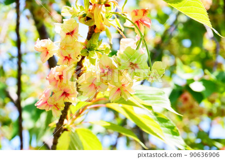 Uragami River Cherry Blossom Corridor 90636906