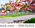Uragami River Cherry Blossom Corridor 90636908