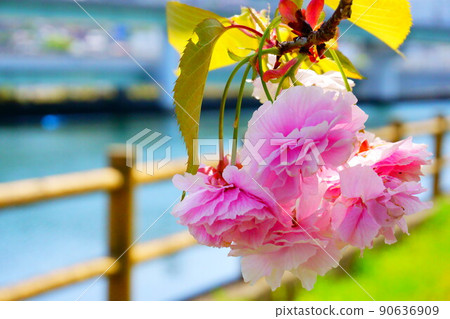 Uragami River Cherry Blossom Corridor Uragami River Cherry Blossom Corridor 90636909