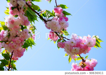 Uragami River Cherry Blossom Corridor 90636911