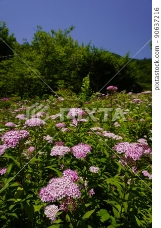 繡線菊草開花的山路 90637216