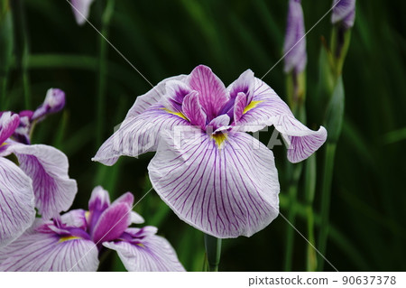 Hanashobu Edo Nishiki Iris ensata var. Ensata Hanashobu Edo Nishiki Iris ensata var. Ensata 90637378