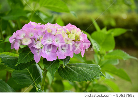 Hydrangea at Gokoku Shrine, Mito City, Ibaraki Prefecture 90637692
