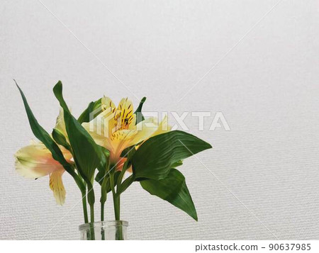 鮮花,黃色背景,鮮花,日式植物,沉穩優雅美麗 鮮花,黃色背景,鮮花,日式植物,沉穩優雅美麗 90637985