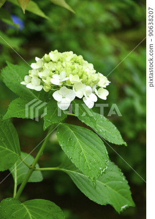 Hydrangea at Gokoku Shrine, Mito City, Ibaraki Prefecture 90638207