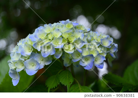 Hydrangea at Gokoku Shrine, Mito City, Ibaraki Prefecture 90638381