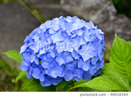 茨城縣水戶市護國神社的繡球花 90638384