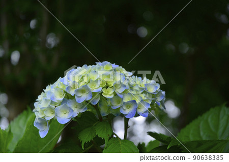 Hydrangea at Gokoku Shrine, Mito City, Ibaraki Prefecture 90638385