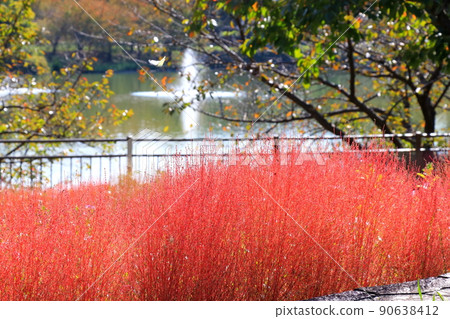 Autumn leaves Kokia Autumn leaves Kokia 90638412