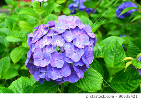 Hydrangea at Gokoku Shrine, Mito City, Ibaraki Prefecture 90638421