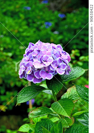 Hydrangea at Gokoku Shrine, Mito City, Ibaraki Prefecture 90638422