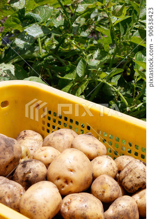 Potato field harvest Potato field harvest 90638423