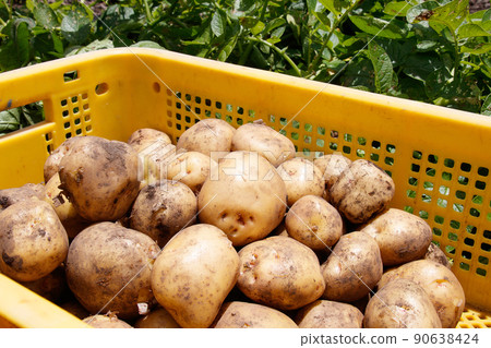 Potato field harvest 90638424